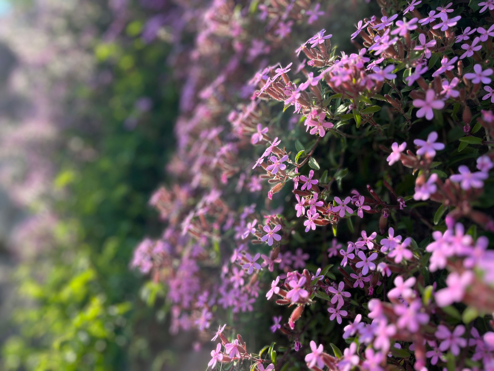 Giornata di Primavera 11-04-2026